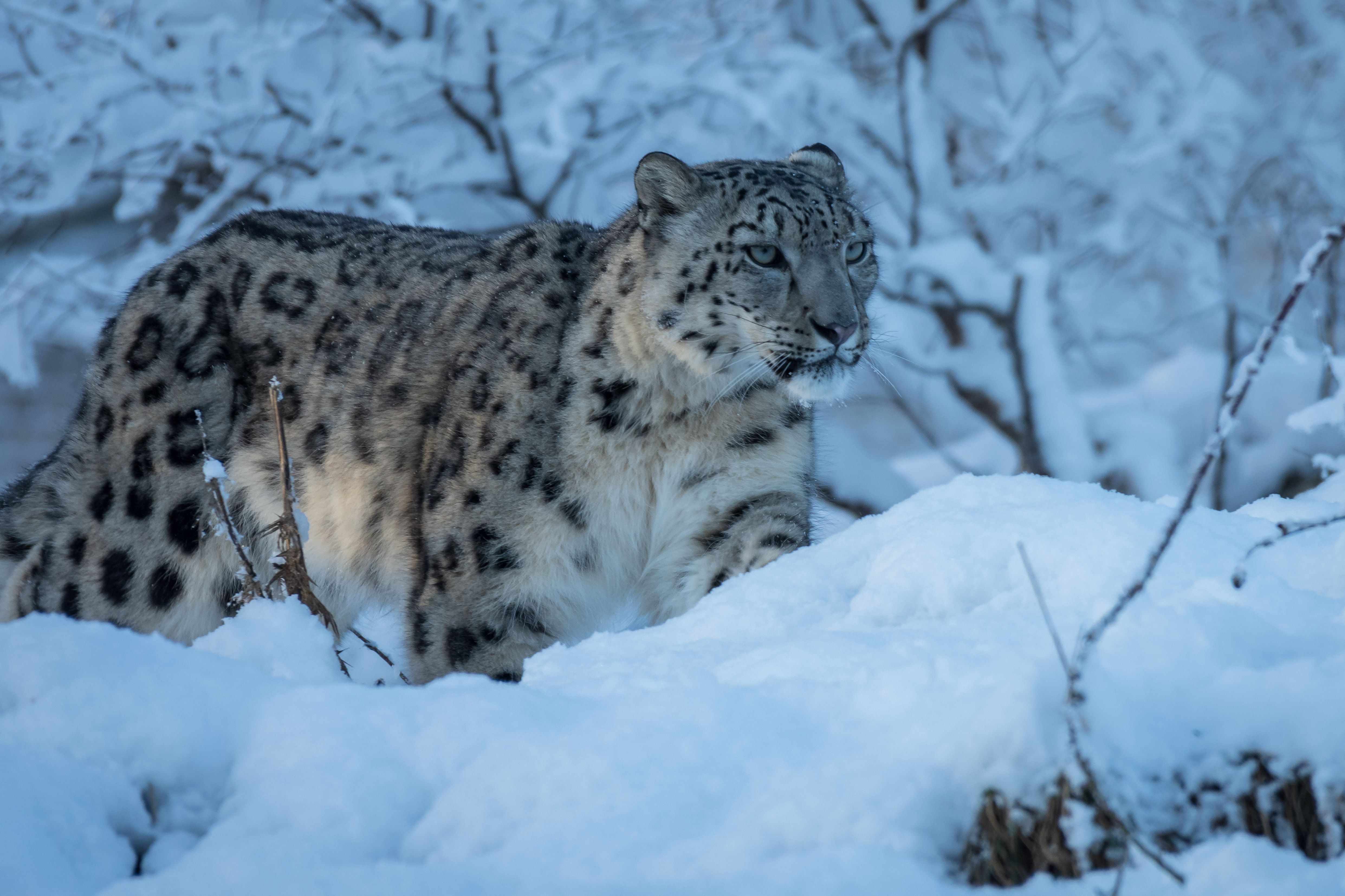 Koshi the snow leopard at Highland Wildlife Park walking through snow IMAGE: Laura Moore 2023